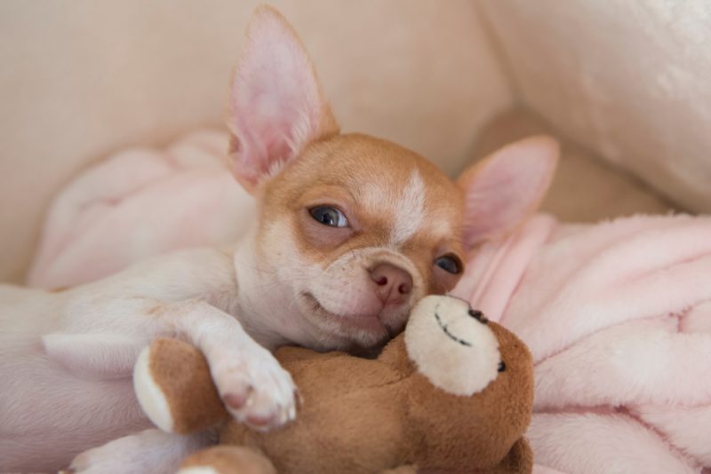 Mini chihuahua puppy dog smiling hugs a teddy bear