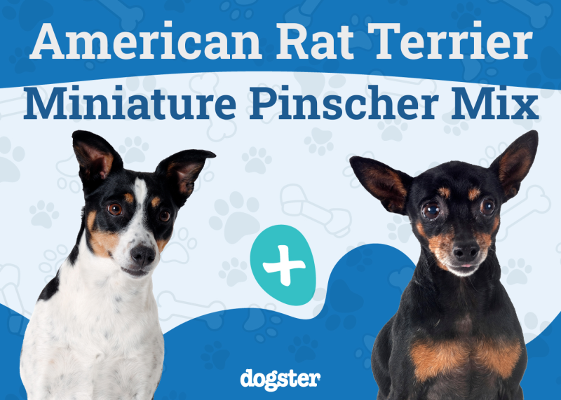 American Rat Pinscher Dog Breed
