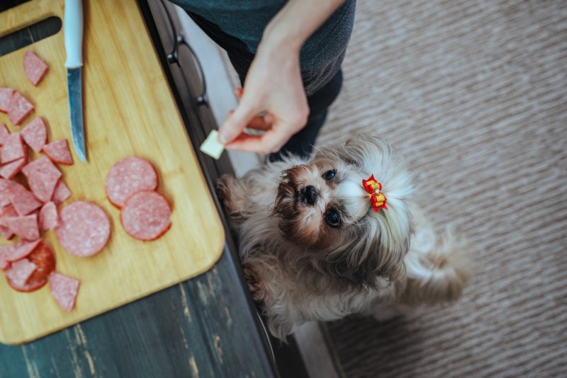 Shih tzu dog standing in kitchen and looking on board with sausages