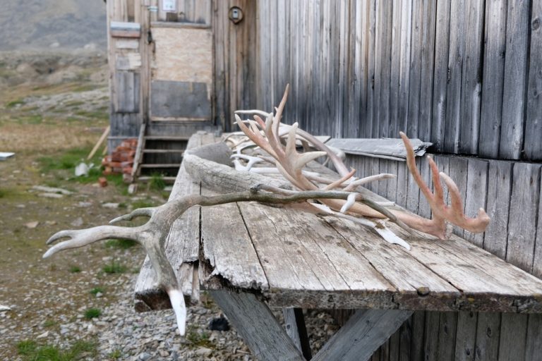 are-antlers-good-for-dogs-vet-reviewed-facts-safety-dogster