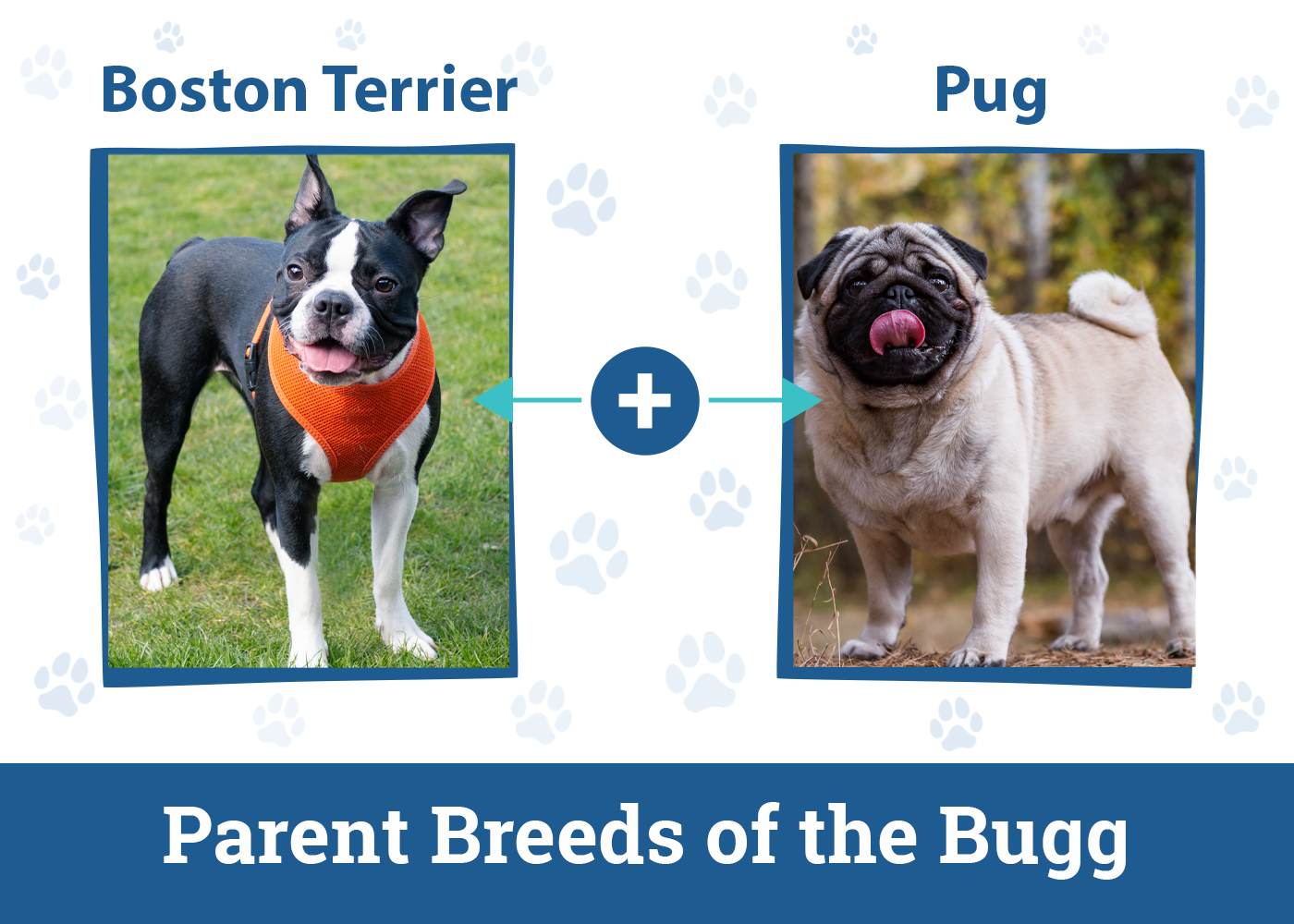 The Parent Breeds of Bugg