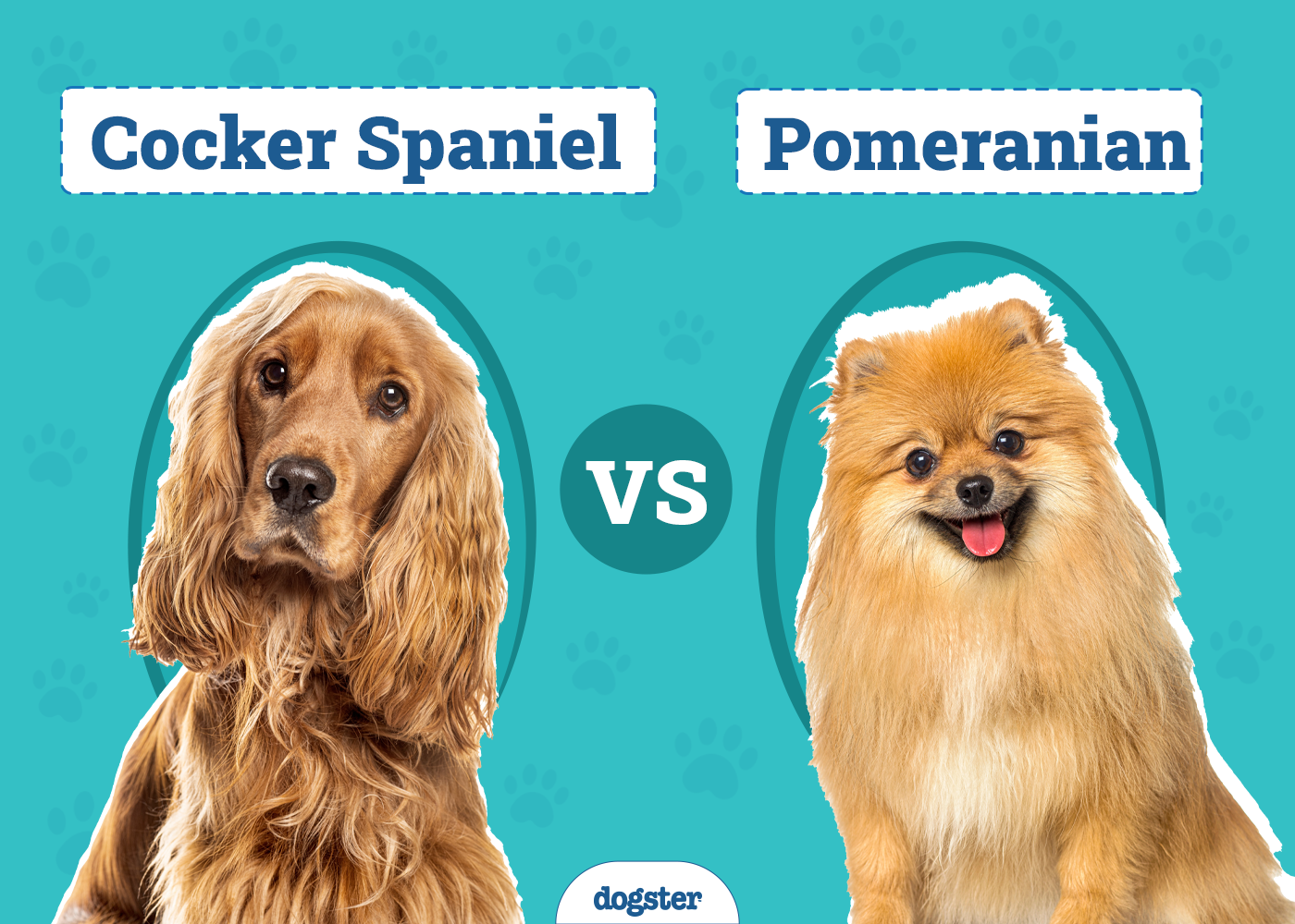 How Smart Are Border Collies? Facts & FAQ – Dogster