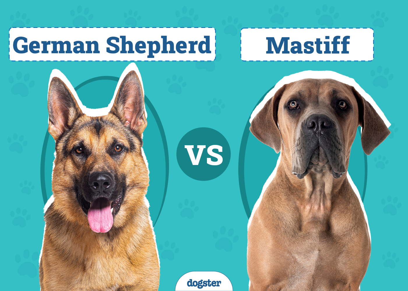 How Smart Are Border Collies? Facts & FAQ – Dogster