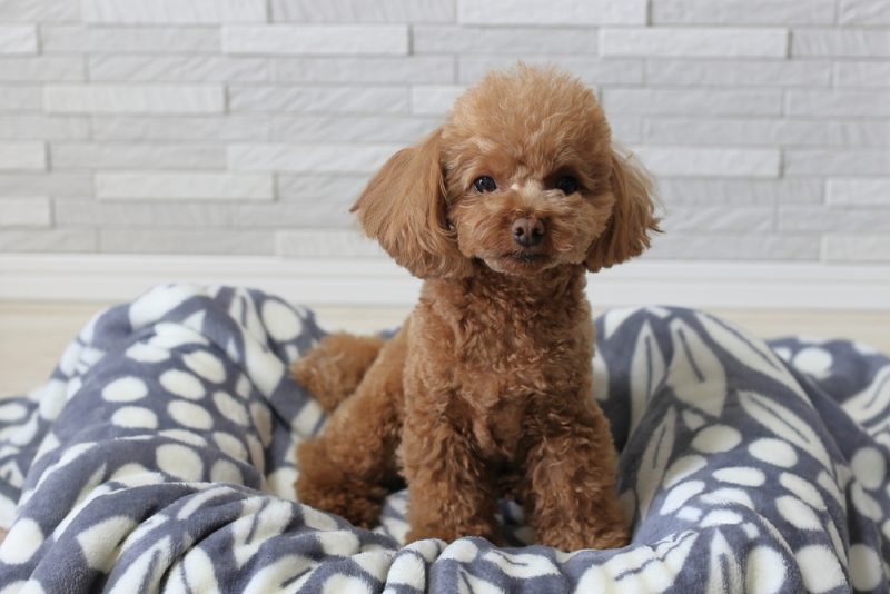 Toy Poodle sitting on dog bed
