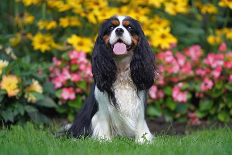 Tricolor Cavalier King Charles Spaniel dog sitting in the garden
