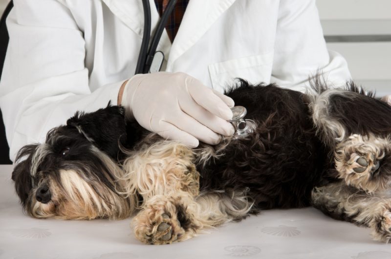 Vet listening to Heart of miniature schnauzer dog lying on side