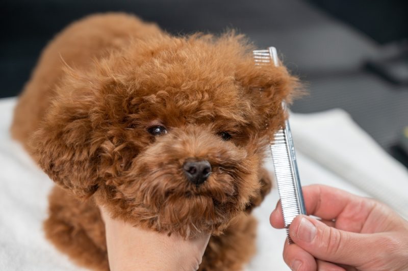 Woman combing a toy poodle