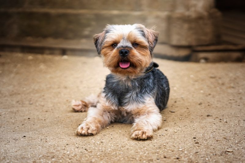Yorkshire Terrier dog lying outdoor