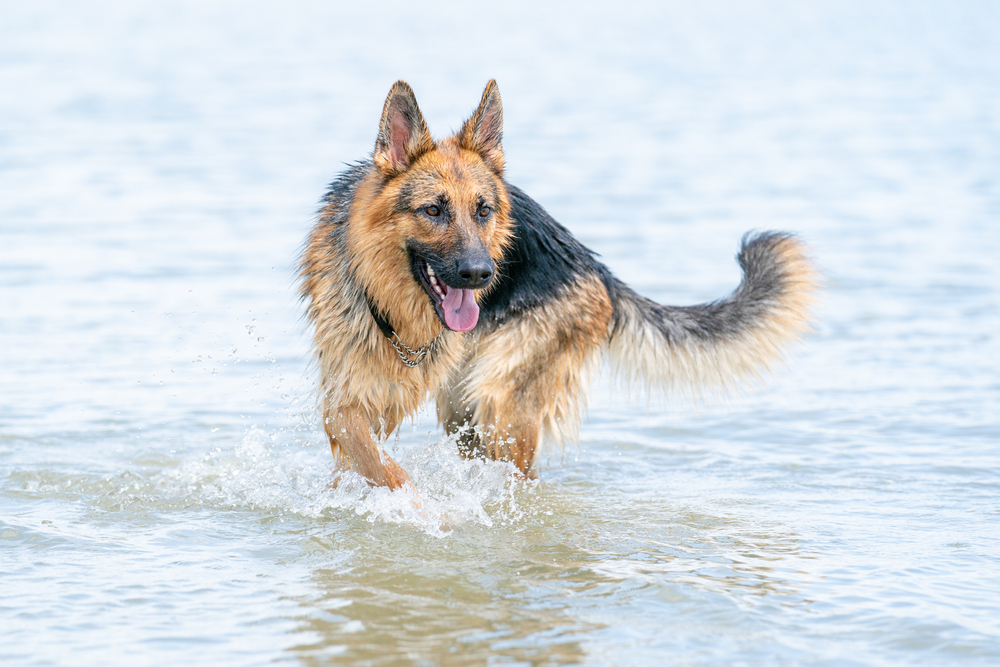 ,Young German Shepherd Dog enjoying the water