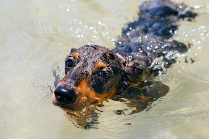 a dachshund dog swimming outdoors