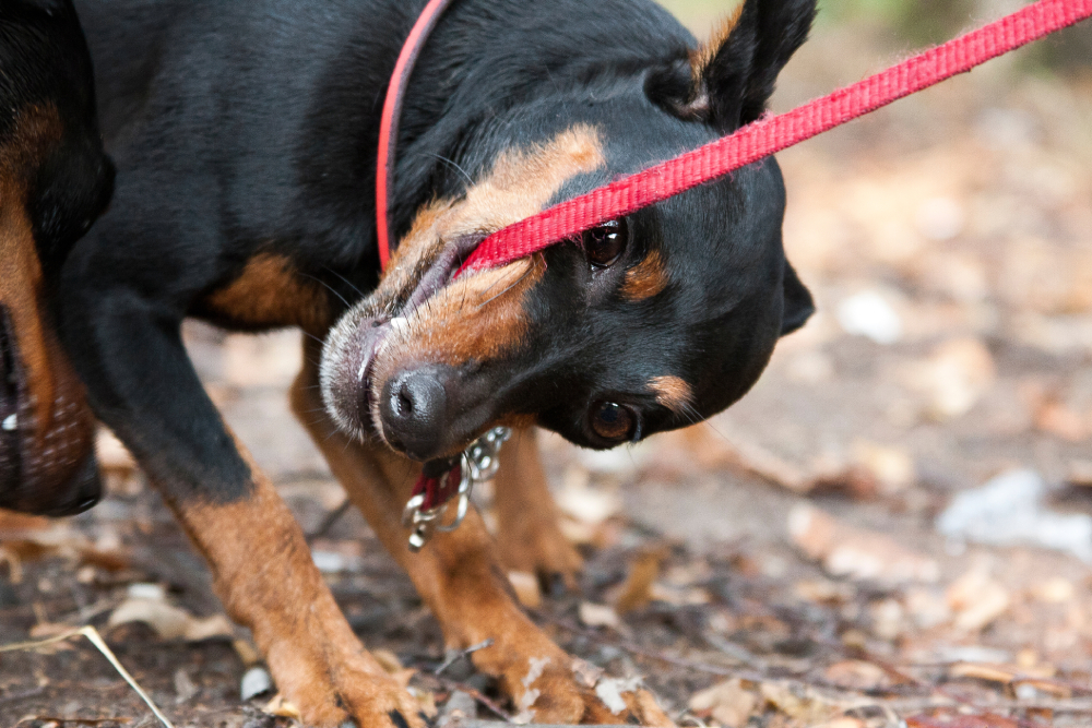 angry black and red tan miniature pinscher dog biting and or pulling a red leash