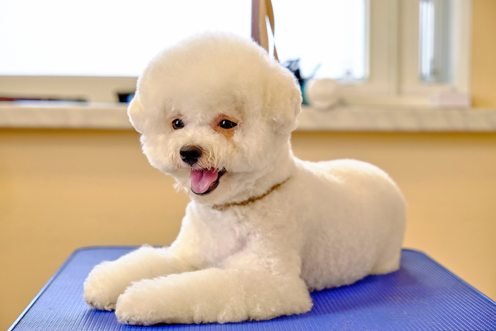 bichon frise dog