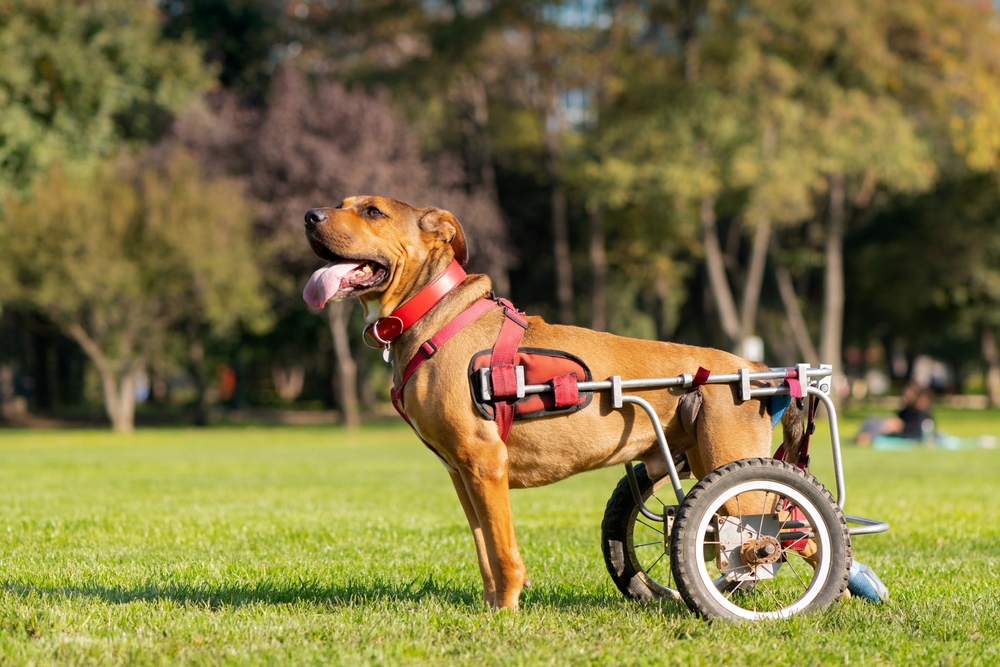 dog in wheelchair at a park