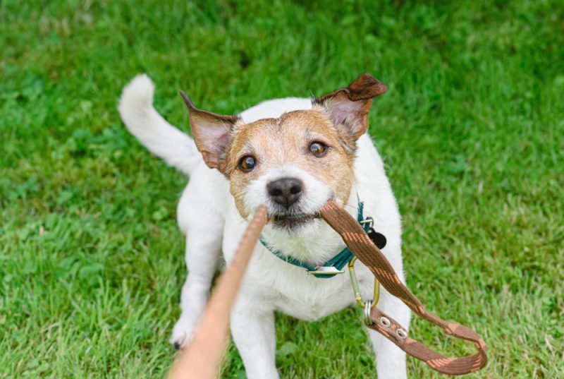 dog walking training session dog biting and or pulling leash