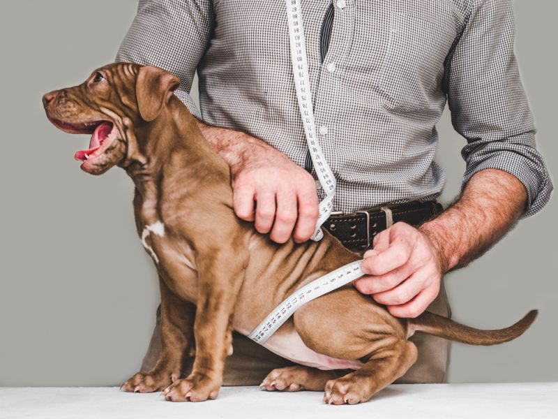 owner-measuring-belly-of-his-puppy
