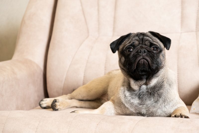 pug dog lying on sofa