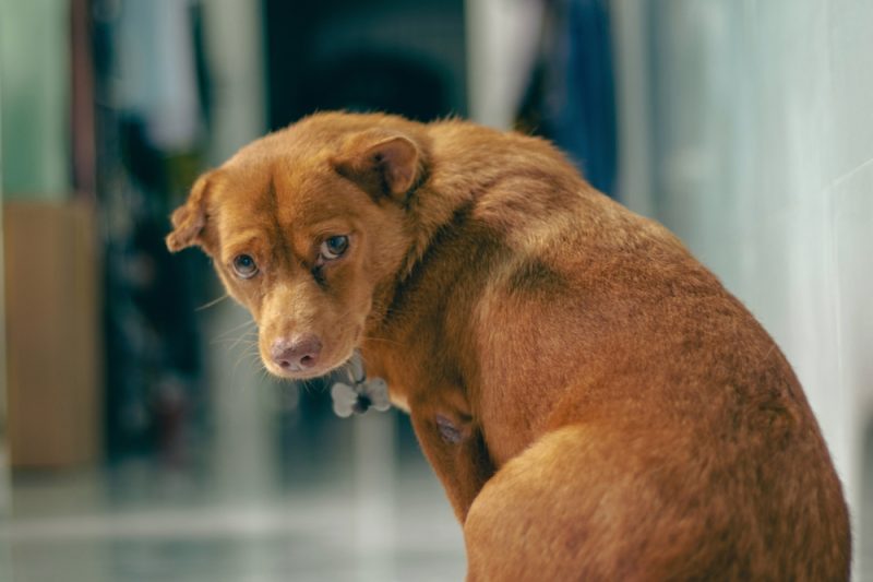 sad cute brown dog look somewhere