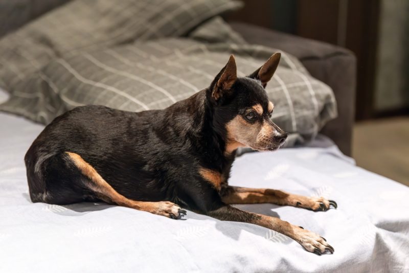 senior dog with arthritis
