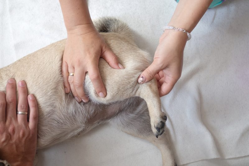 A Pug getting its hind leg massaged by a vet