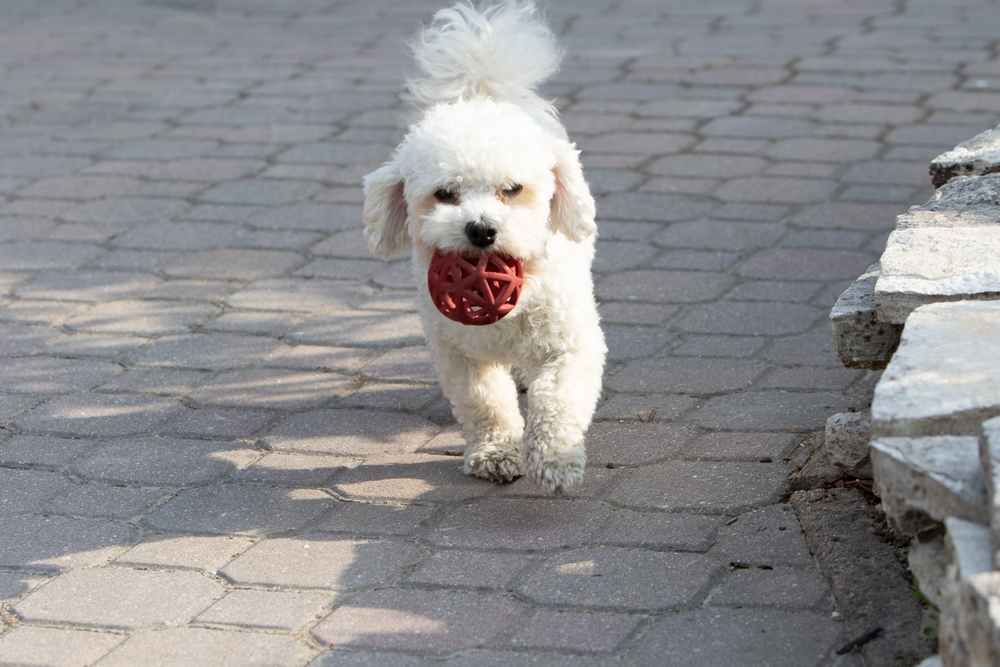 spirited bichon frise run