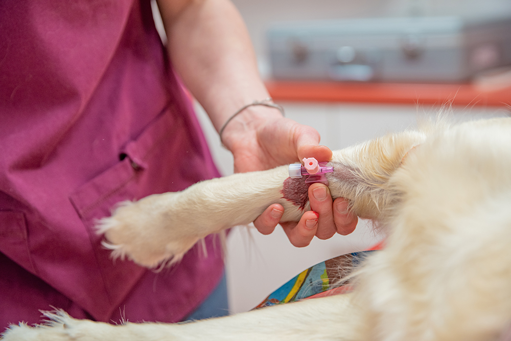 vet collecting blood from dog