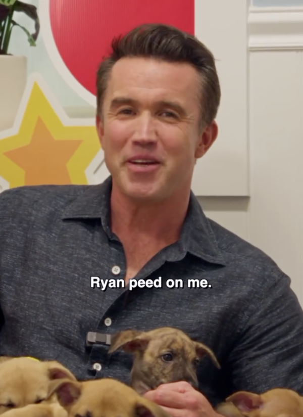 Adopt a Ryan Reynolds? Rescue Shelter Renames Pets to Boost Adoptions ...