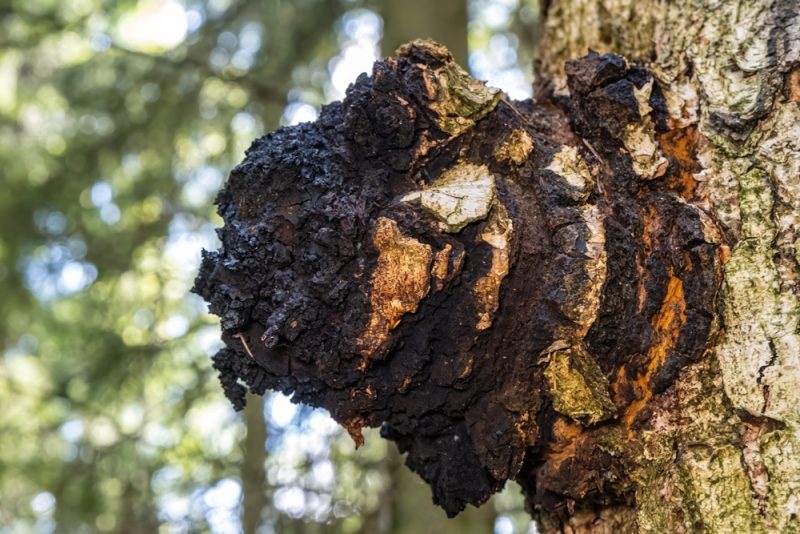 Chaga mushroom growing on birch tree in forest