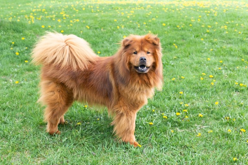Chinese Foo Chow Chow