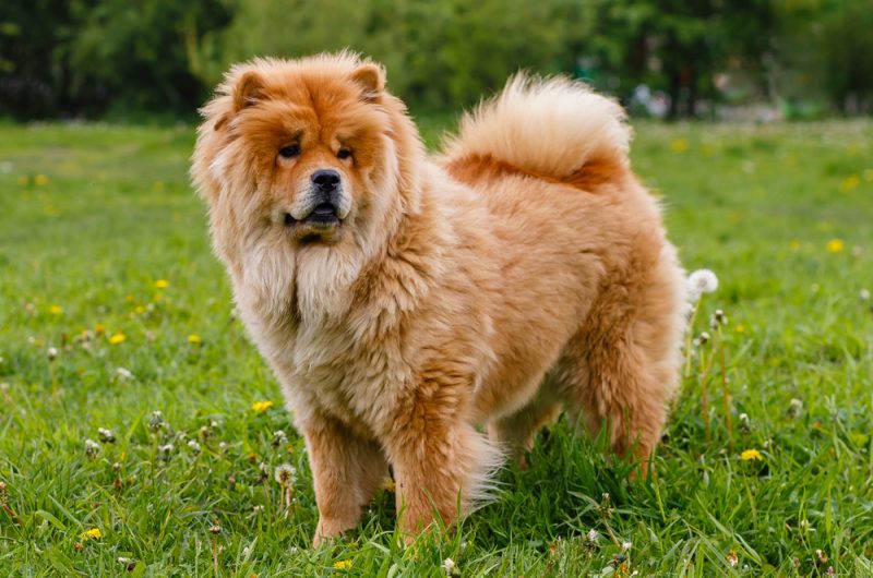 Chinese Foo Chow Chow