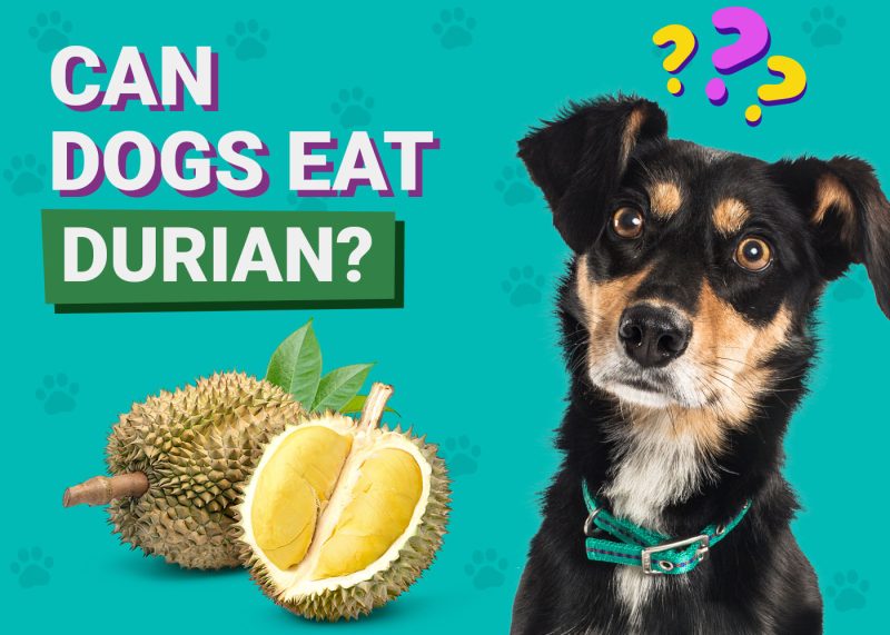 Dogster-Can-Dogs-Eat-Durian
