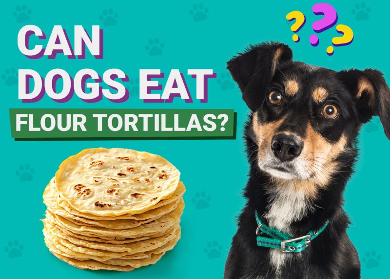 Dogster-Can-Dogs-Eat-Flour Tortillas