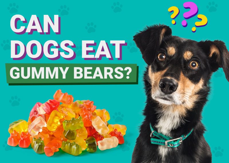 Dogster-Can-Dogs-Eat-Gummy Bears