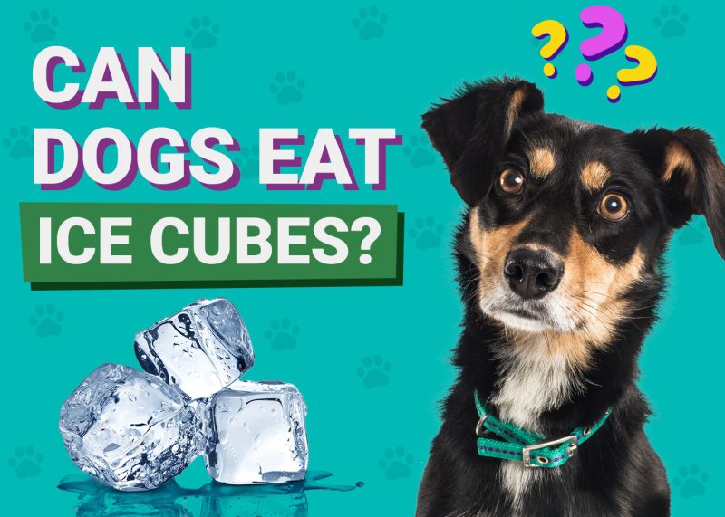 Dogster-Can-Dogs-Eat-Ice Cubes