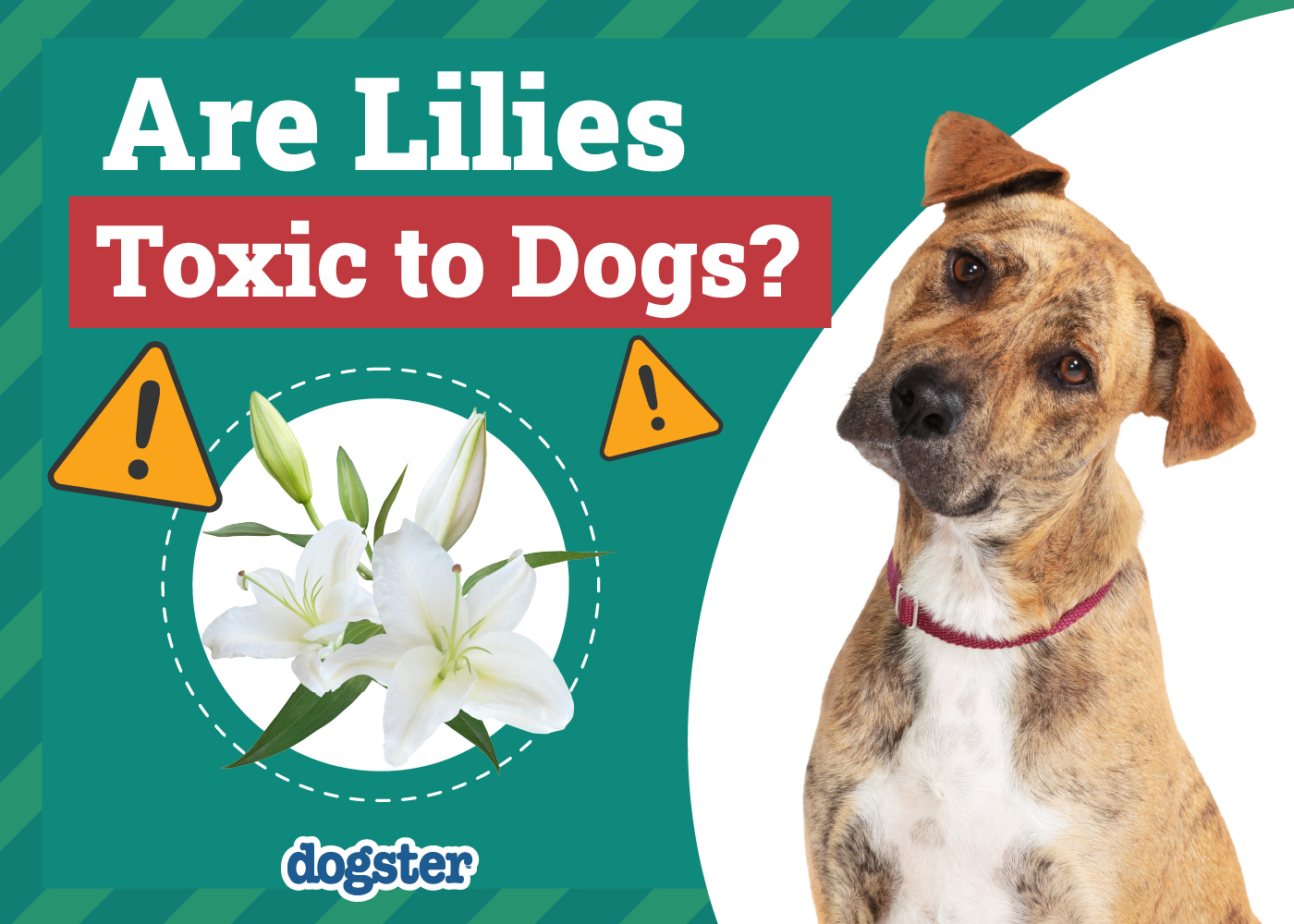 Are Lilies Toxic to Dogs? VetVerified Facts, Info & Poison Help Dogster