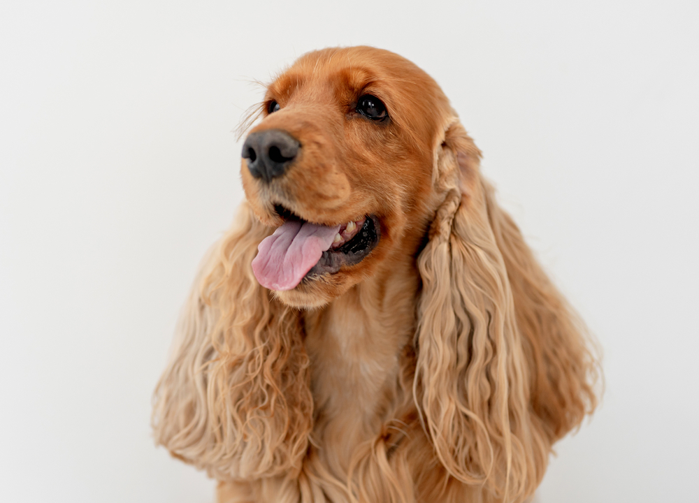 English-Cocker-Spaniel-with-tongue-out