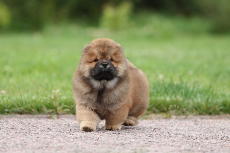 Fluffy Chinese Foo Dog Chow Chow Breed
