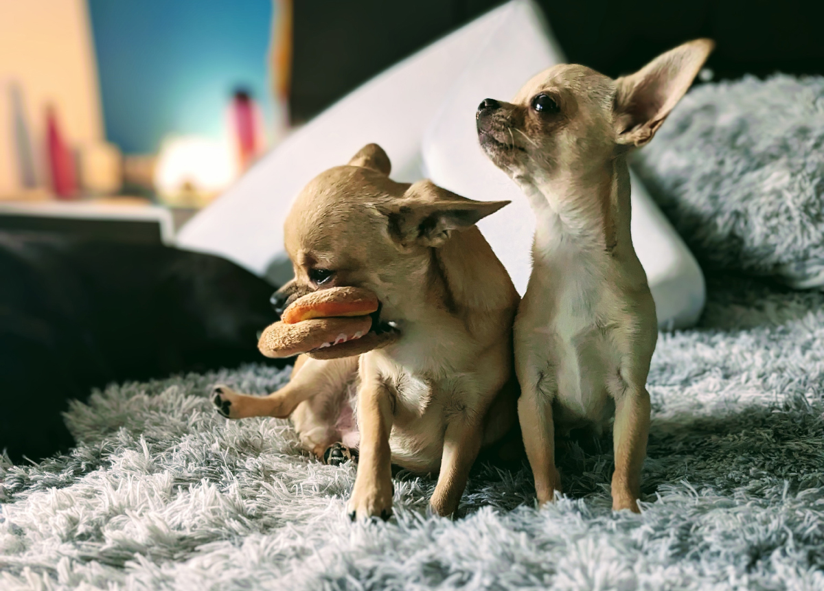 Fred's favorite donuts are calorie-free.