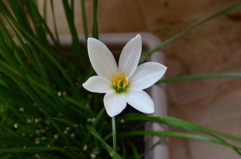 Are Lilies Toxic to Dogs? VetVerified Facts, Info & Poison Help Dogster