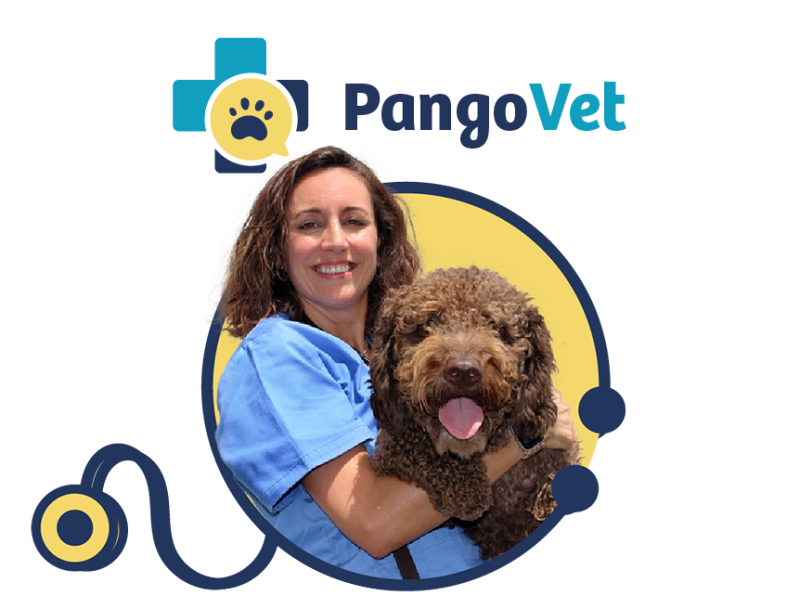 How to Contact a Vet During a Hurricane 5 Tips for Immediate Support