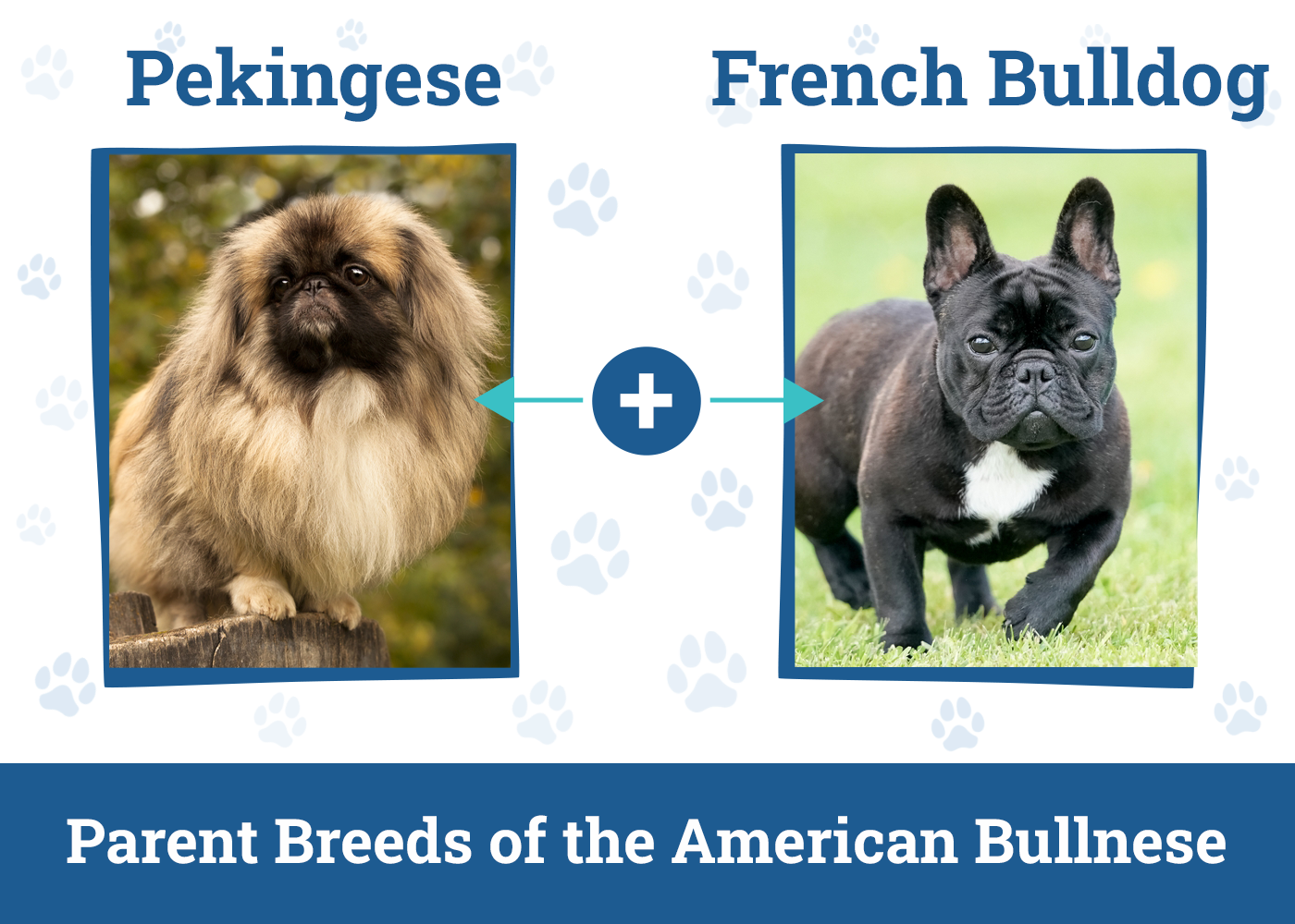 Parent Breeds of the American Bullnese