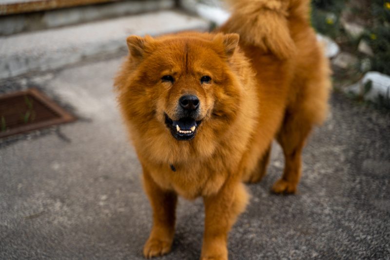 Sitting chow chow dog Chinese Foo Dog