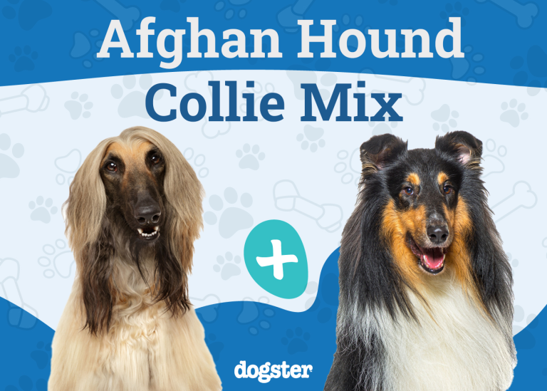 Afollie Pictures, Info, Care Guide & More Dogster