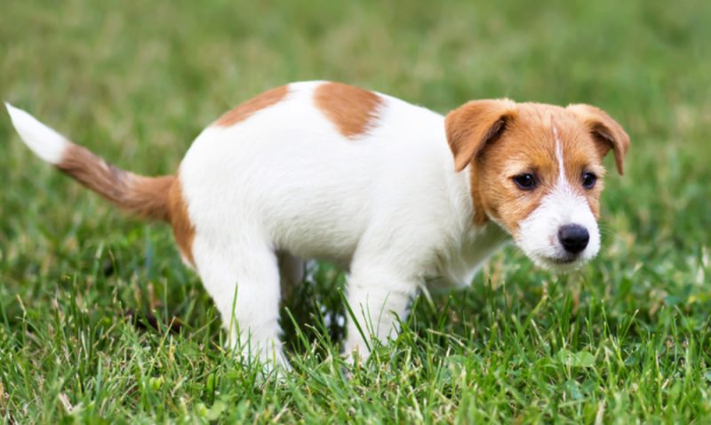 a puppy defecating outdoor