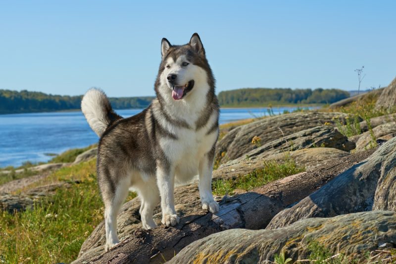alaskan malamute dog standing in nature