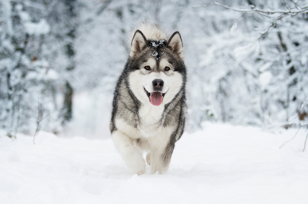 alaskan malamute dog walking in snow