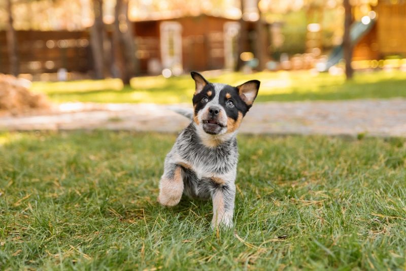 australian cattle dog puppy playing outdoor