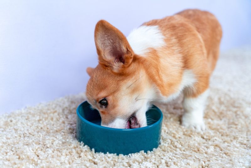 corgi dog eating food from the bowl