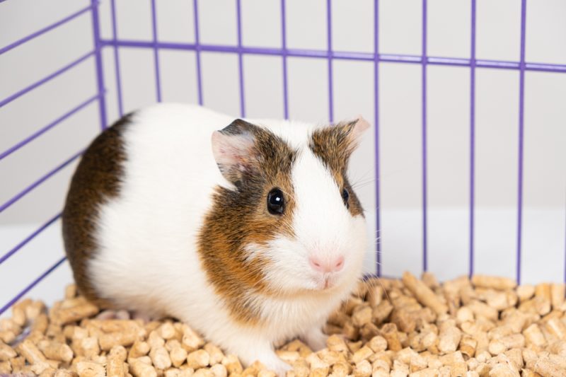 cute guinea pig inside a purple cage