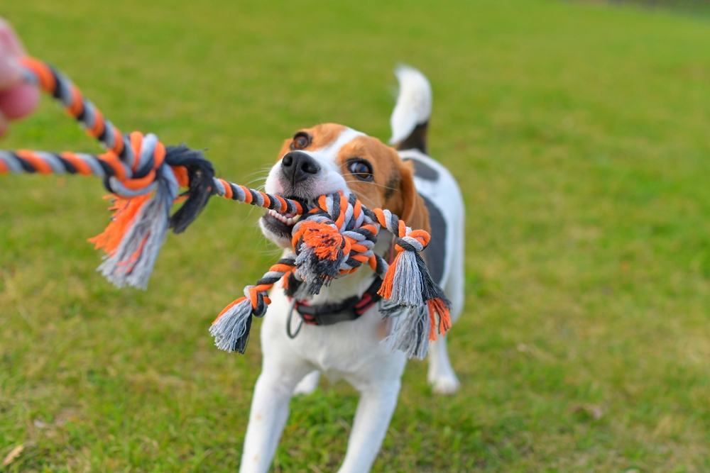 dog playing tug of war with owner