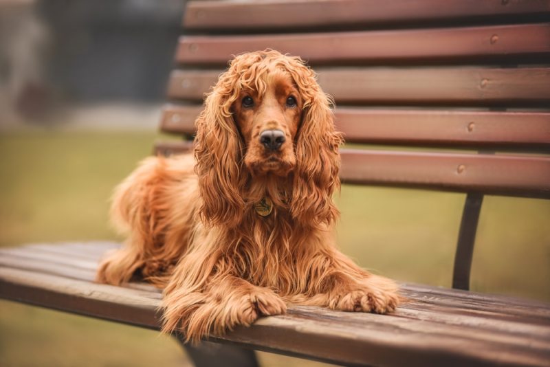english cocker spaniel lying on a bench outdoors